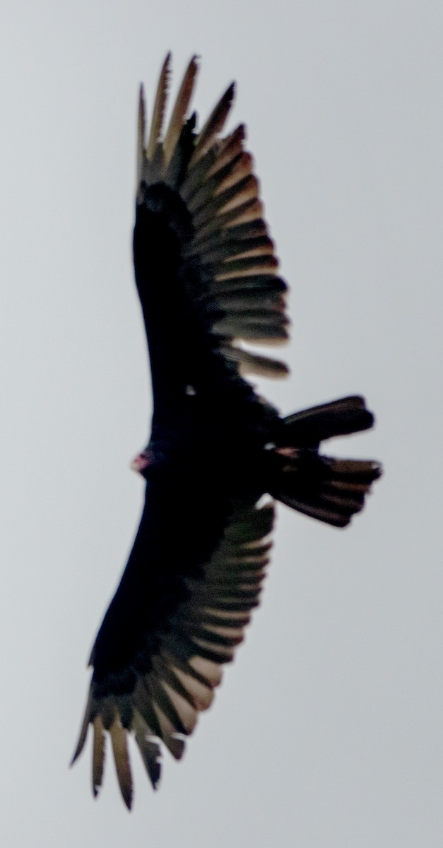 Turkey Vulture - ML620720173
