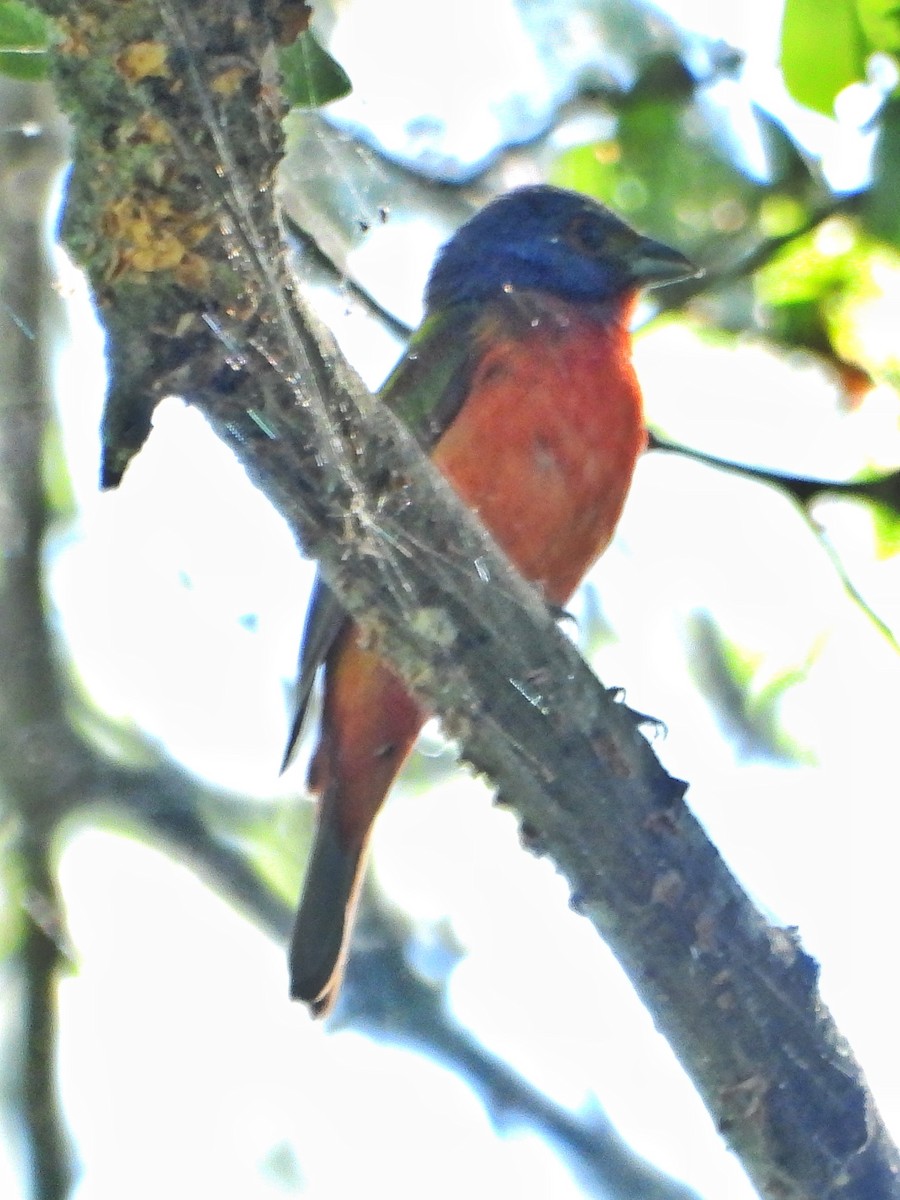 Painted Bunting - ML620720175