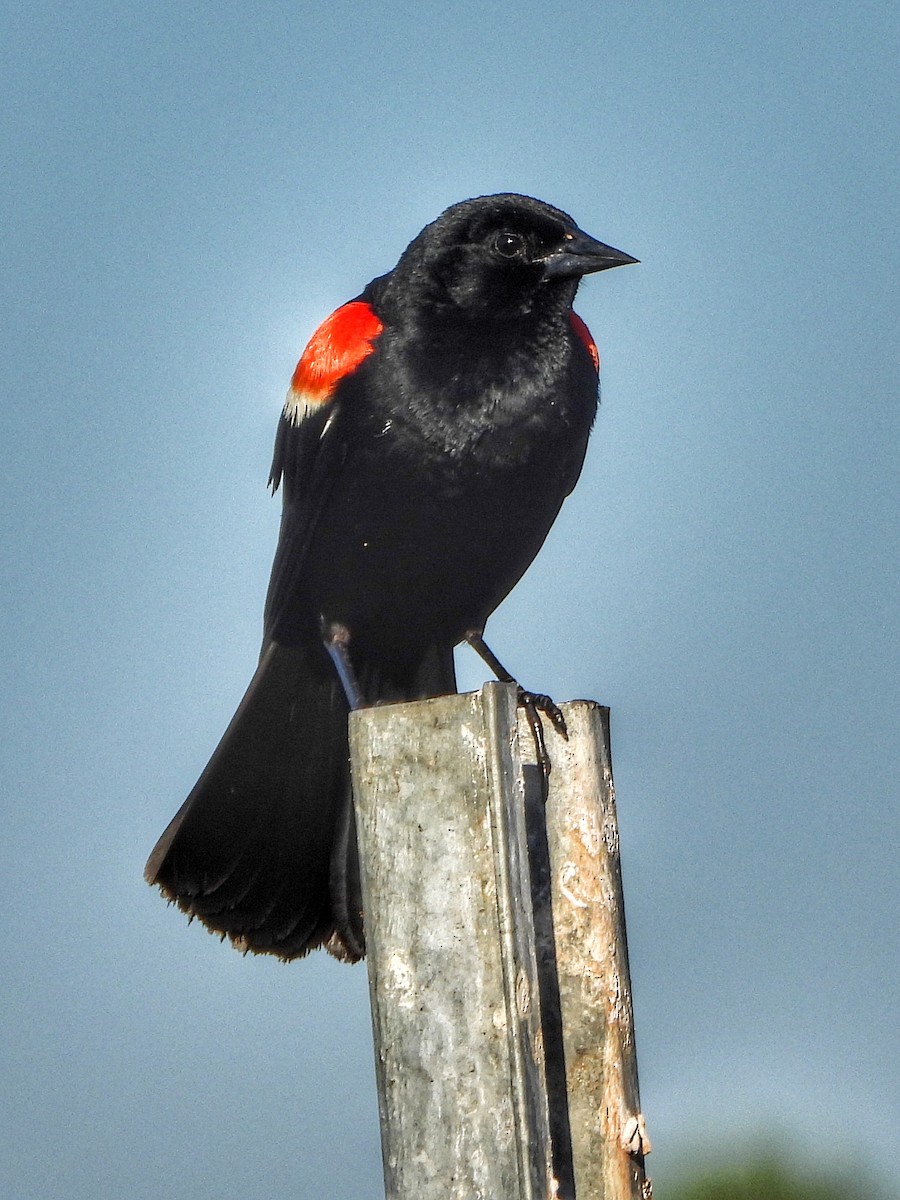 Red-winged Blackbird - ML620720180