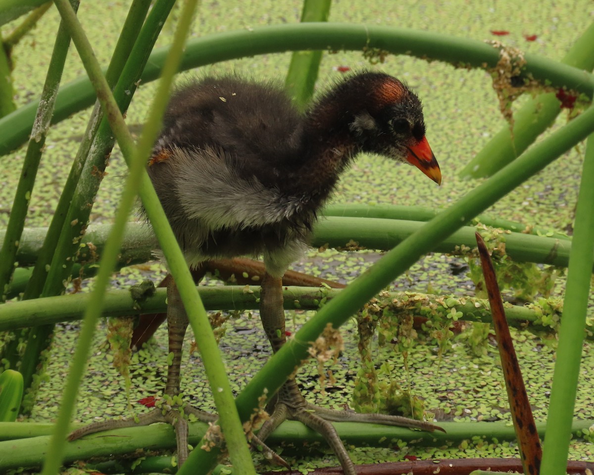 Common Gallinule - Laurie Witkin