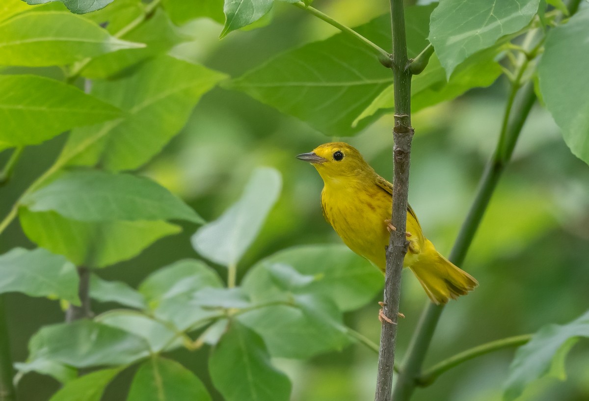 Yellow Warbler - ML620720184