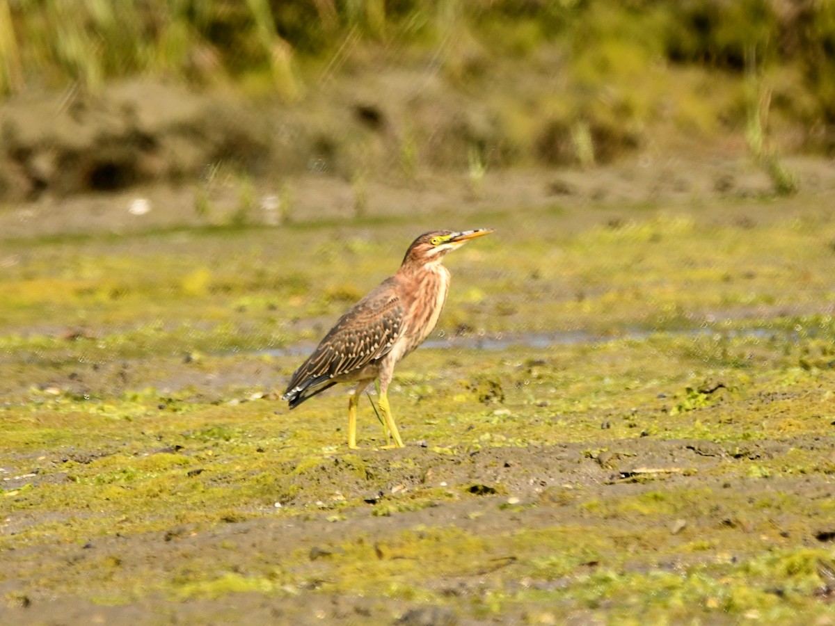 Green Heron - Doug Lithgow