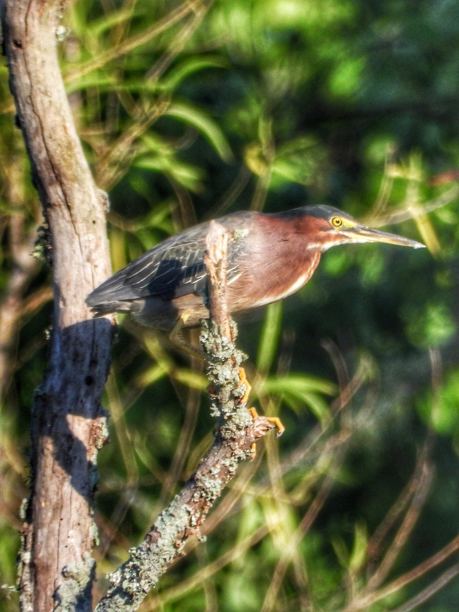 Green Heron - ML620720188