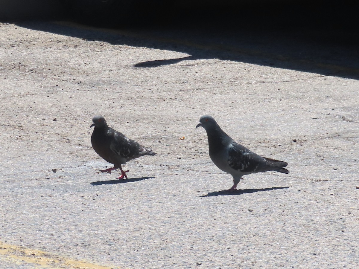 Rock Pigeon (Feral Pigeon) - ML620720194