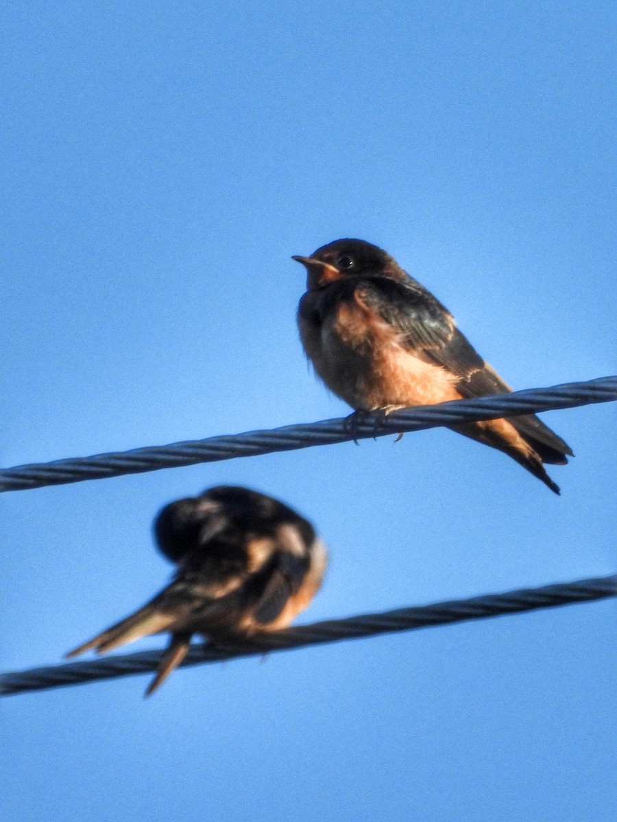 Barn Swallow - ML620720197