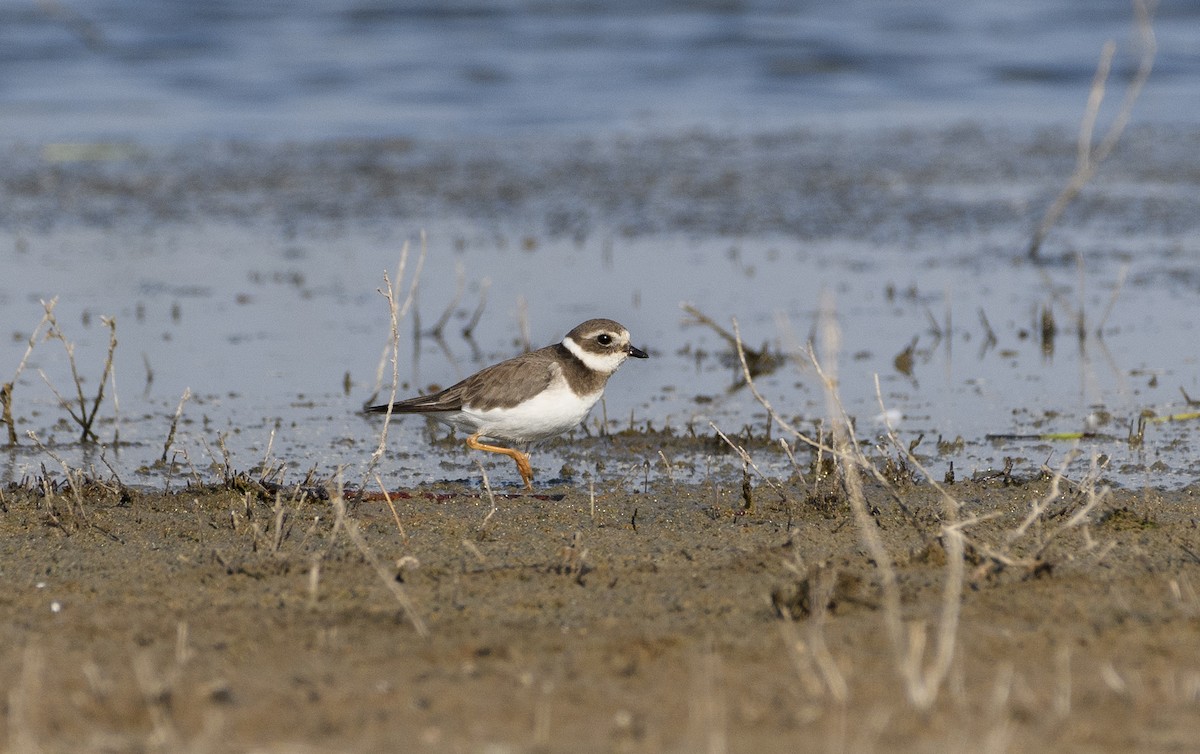 Common Ringed Plover - ML620720204