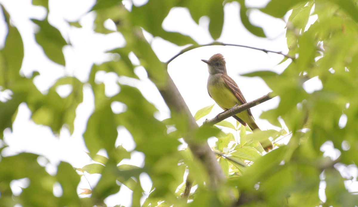 Great Crested Flycatcher - ML620720205