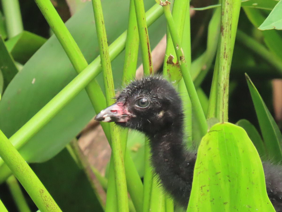 Purple Gallinule - ML620720208