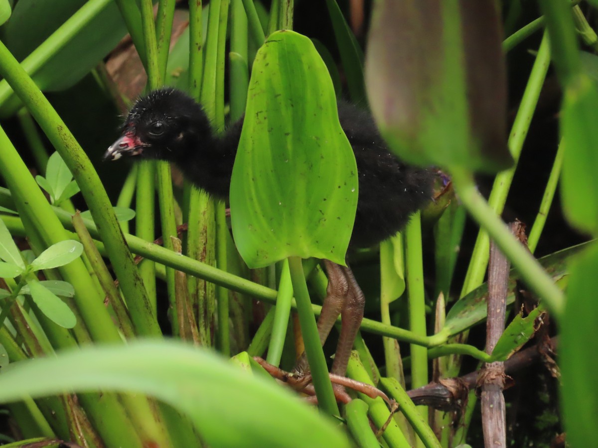 Purple Gallinule - ML620720209