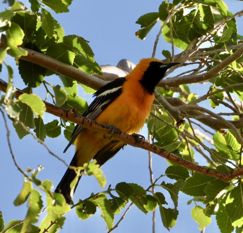 Hooded Oriole - ML620720210