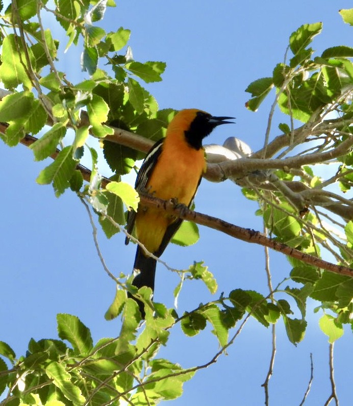 Hooded Oriole - ML620720211