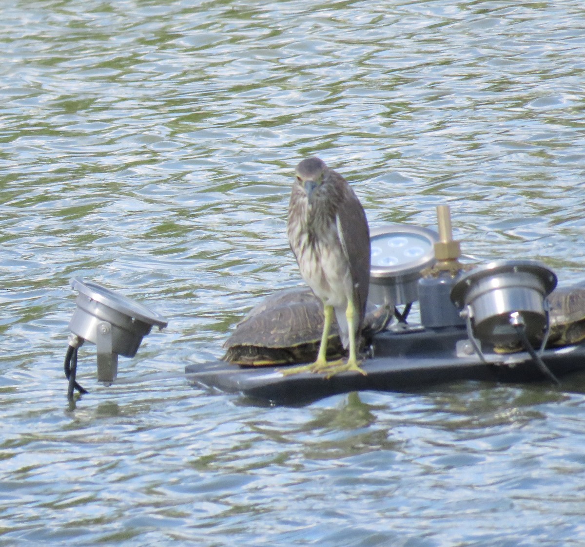 Black-crowned Night Heron - ML620720214