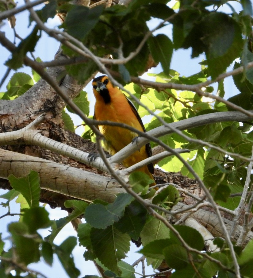 Bullock's Oriole - ML620720215