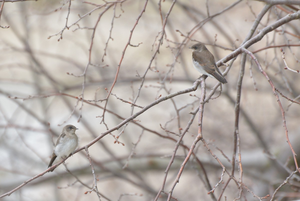 Northern Rough-winged Swallow - ML620720216