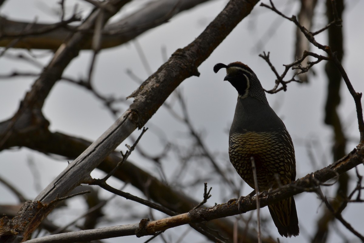 California Quail - Rick  Robb