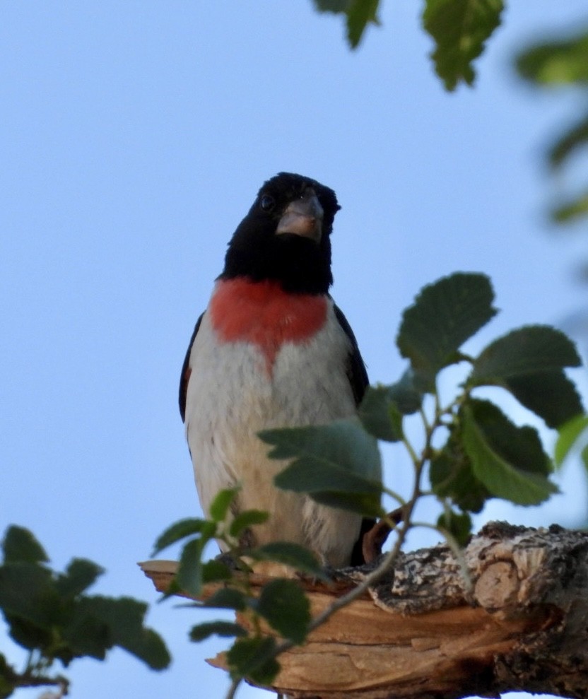 Rose-breasted Grosbeak - ML620720223