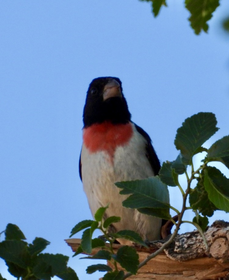 Rose-breasted Grosbeak - ML620720224