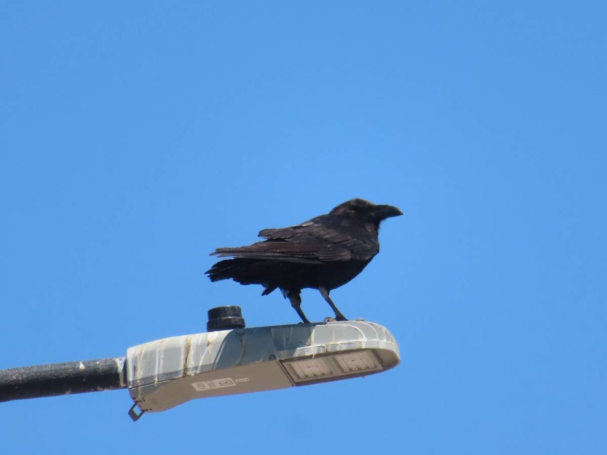 Common Raven - Karen Richardson