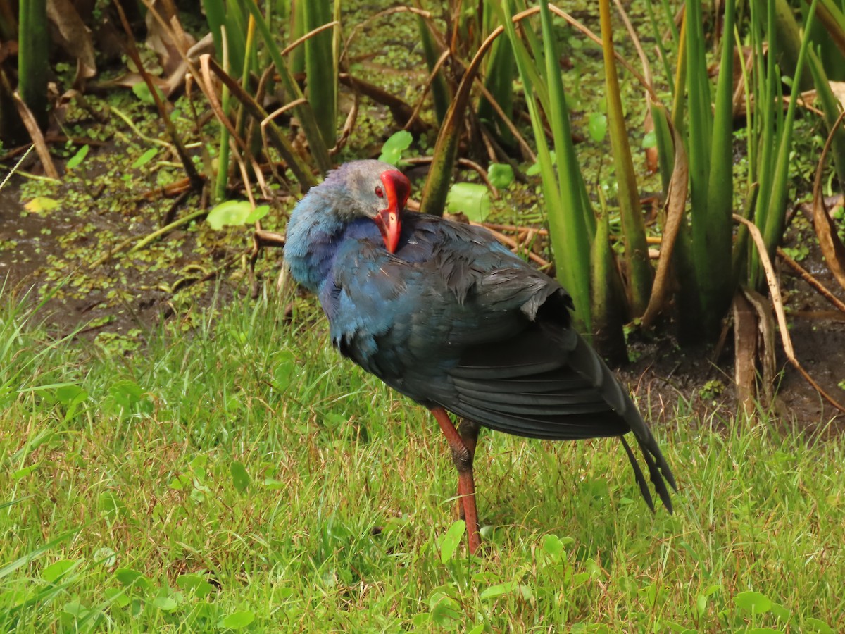 Gray-headed Swamphen - ML620720229