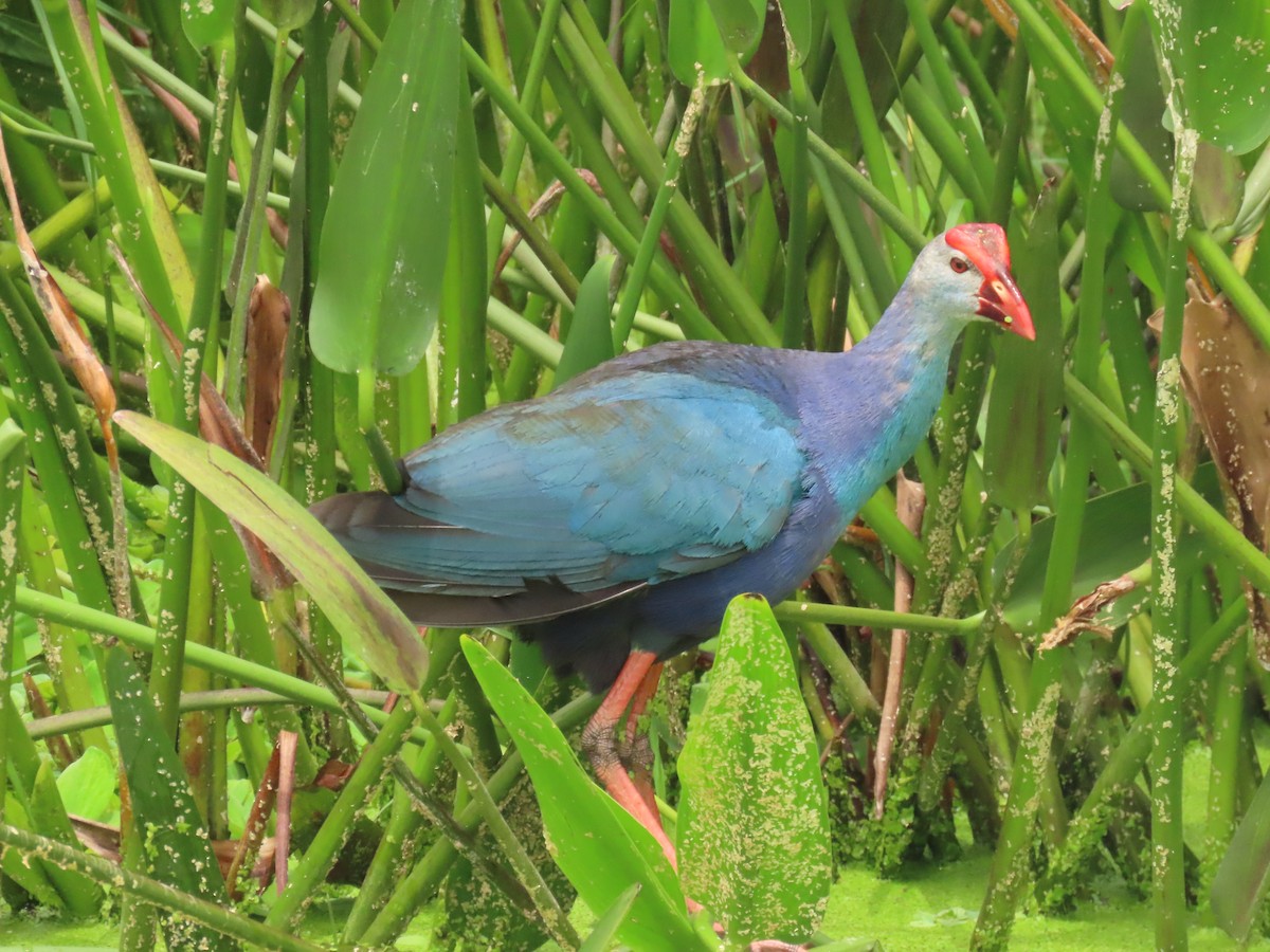 Gray-headed Swamphen - ML620720230