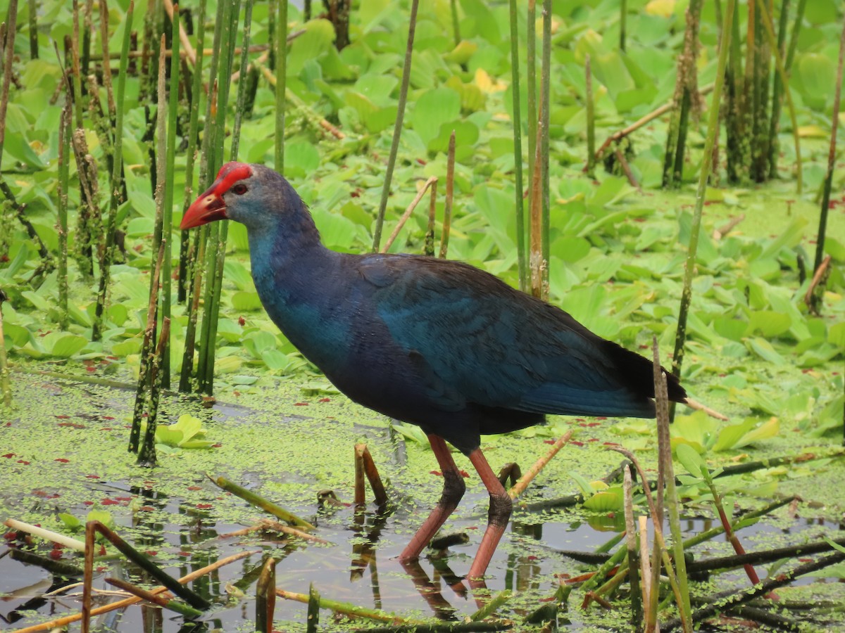 Gray-headed Swamphen - ML620720231