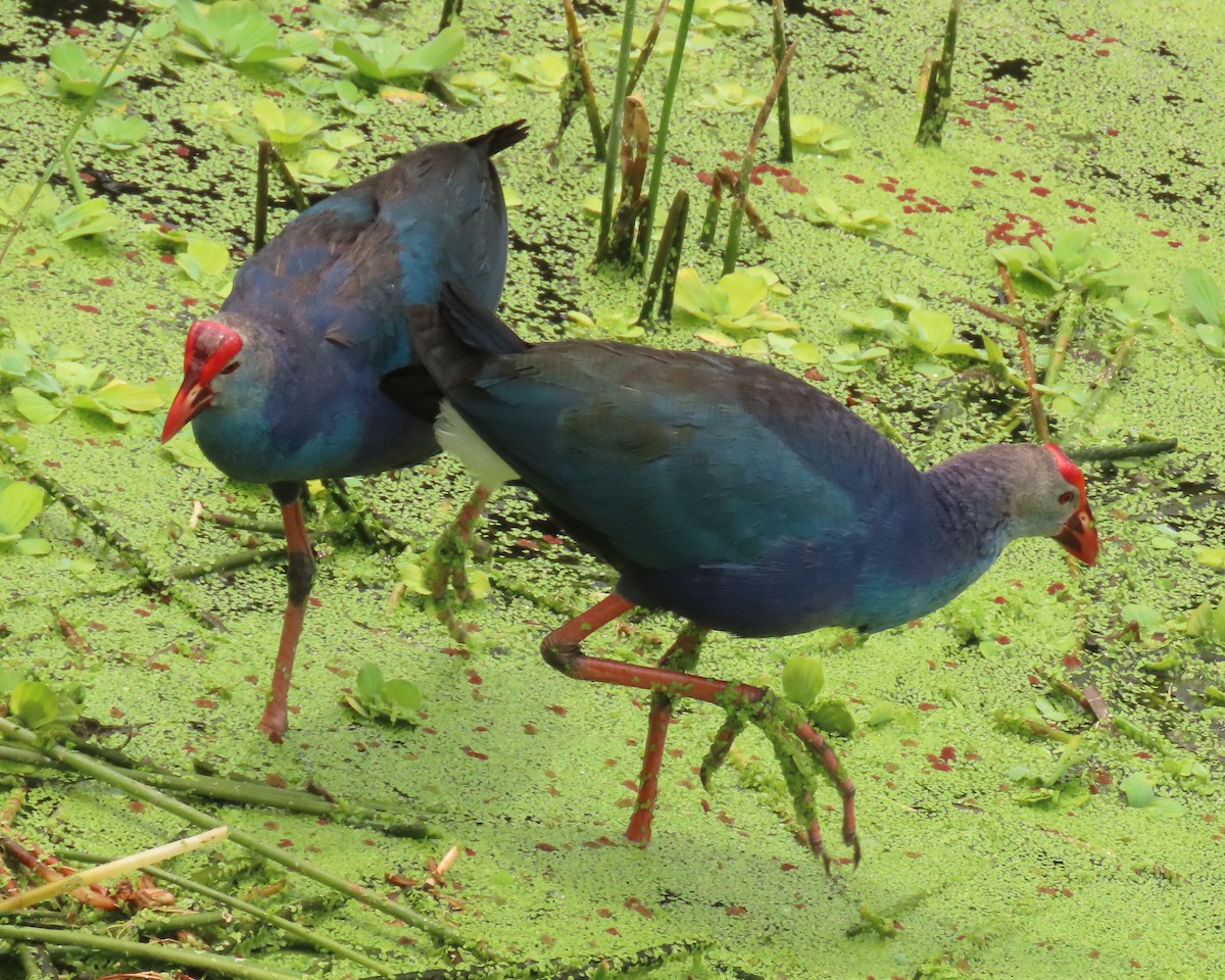 Gray-headed Swamphen - ML620720232