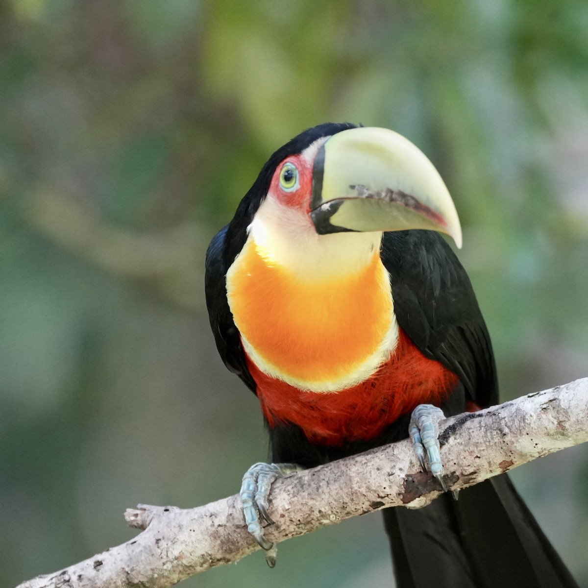 Red-breasted Toucan - ML620720237