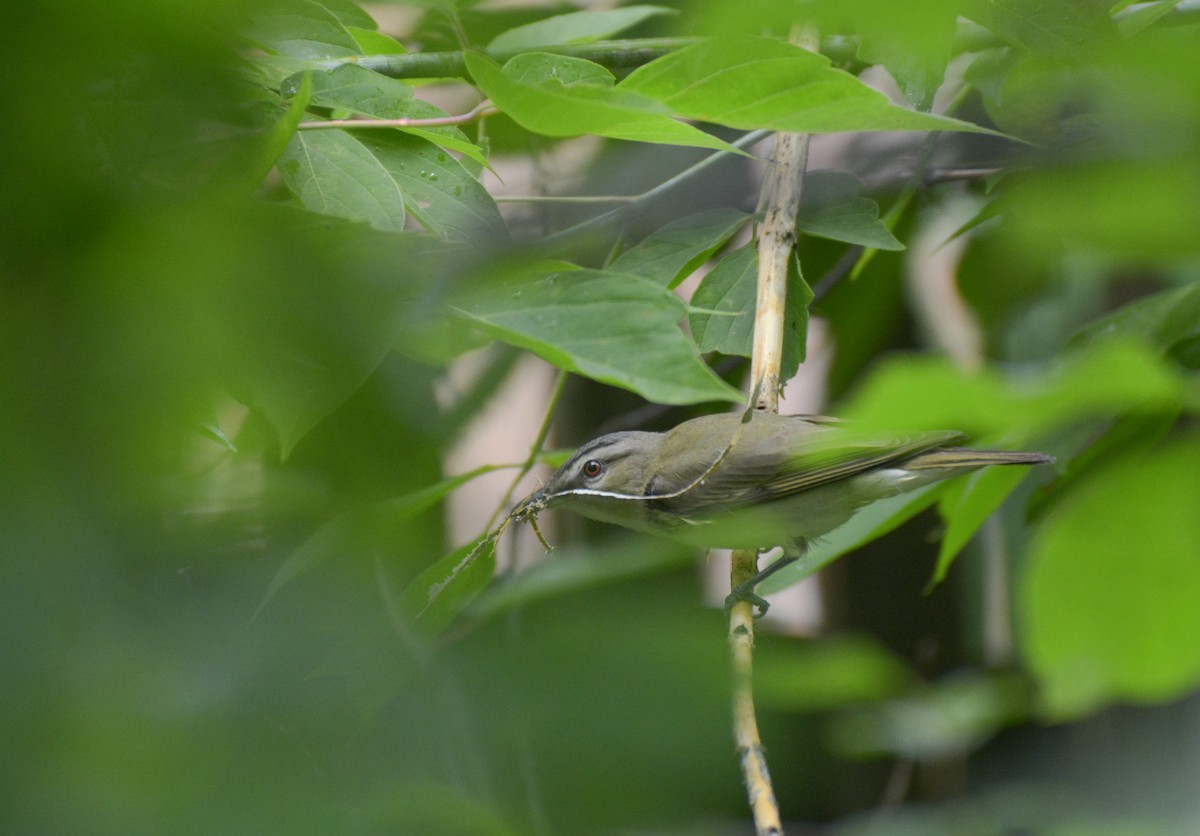 Vireo Ojirrojo - ML620720238