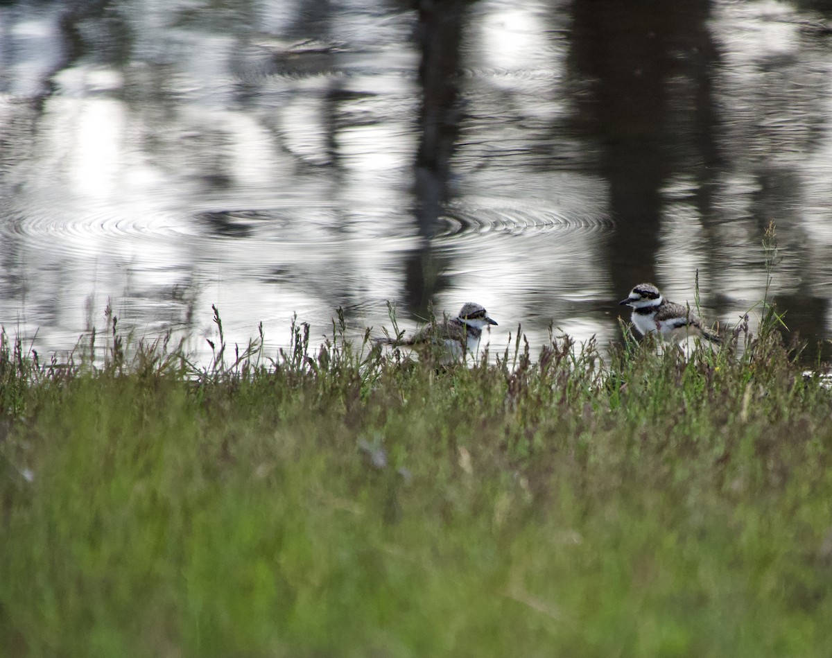 Killdeer - ML620720239