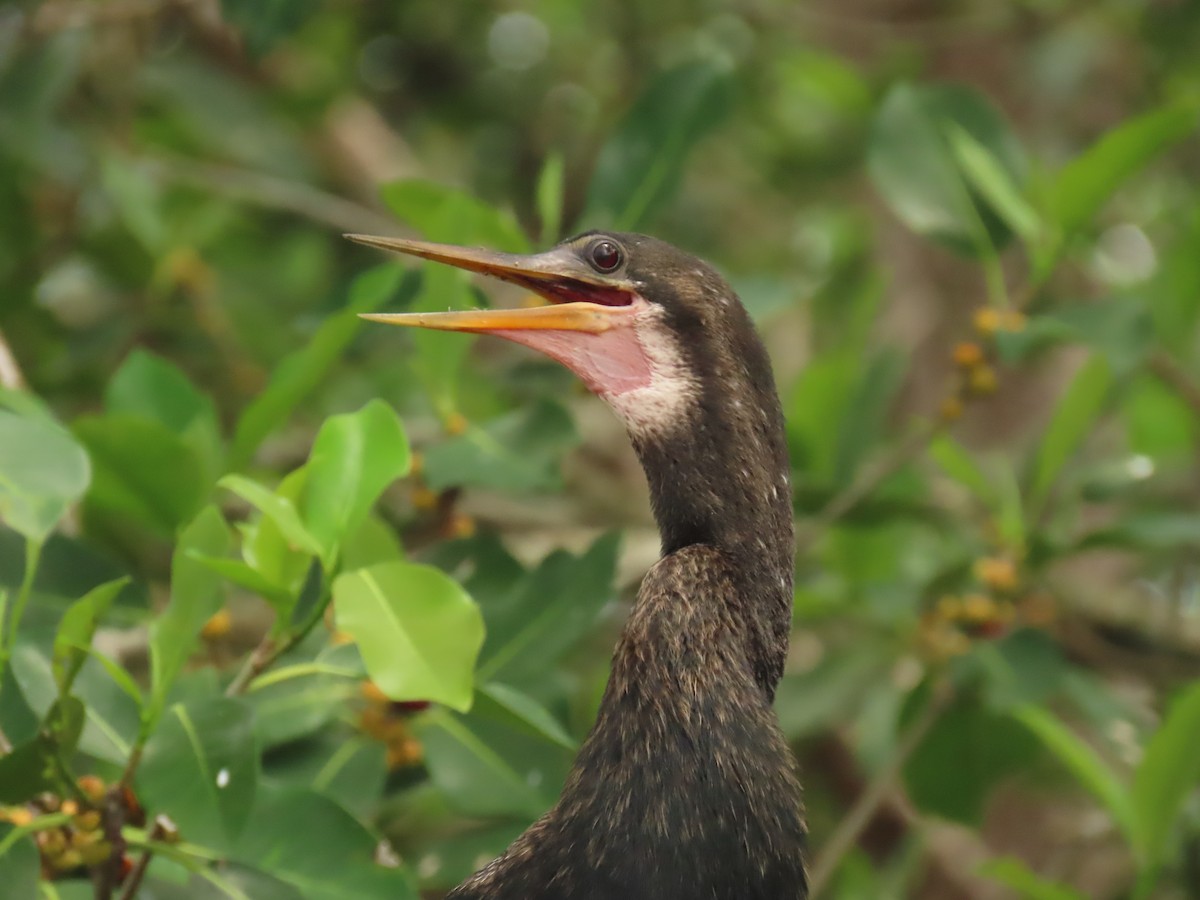 anhinga americká - ML620720240