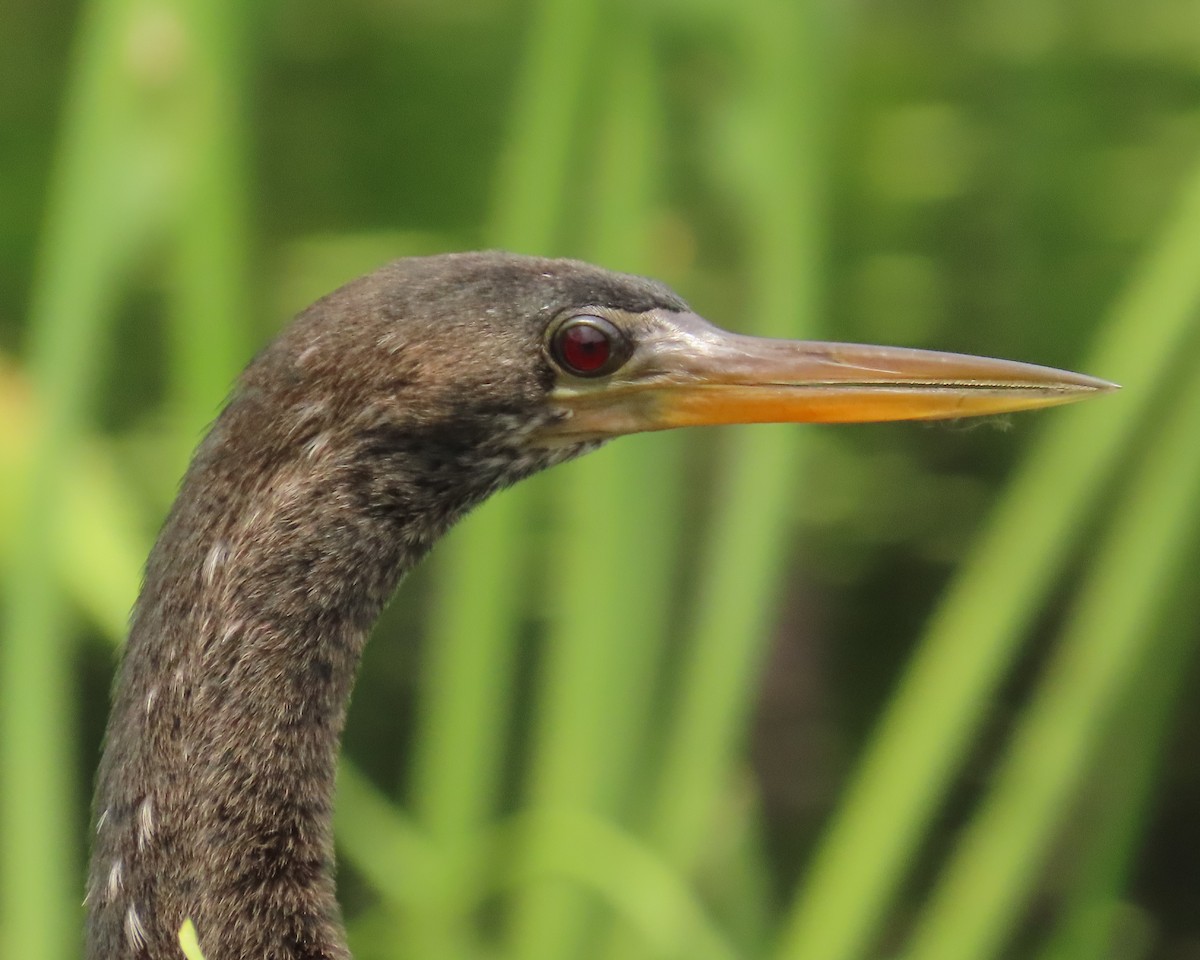 Anhinga Americana - ML620720241