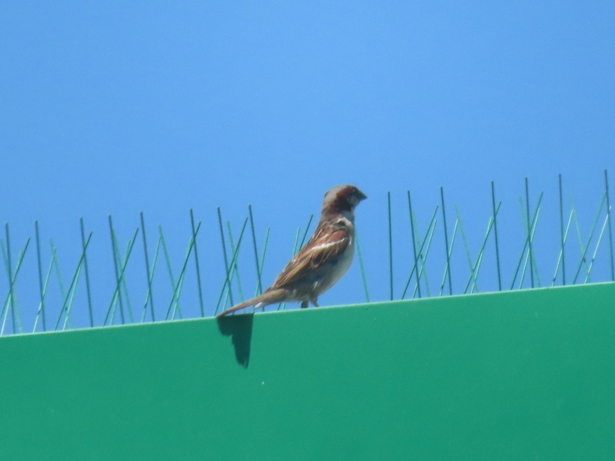 House Sparrow - ML620720242