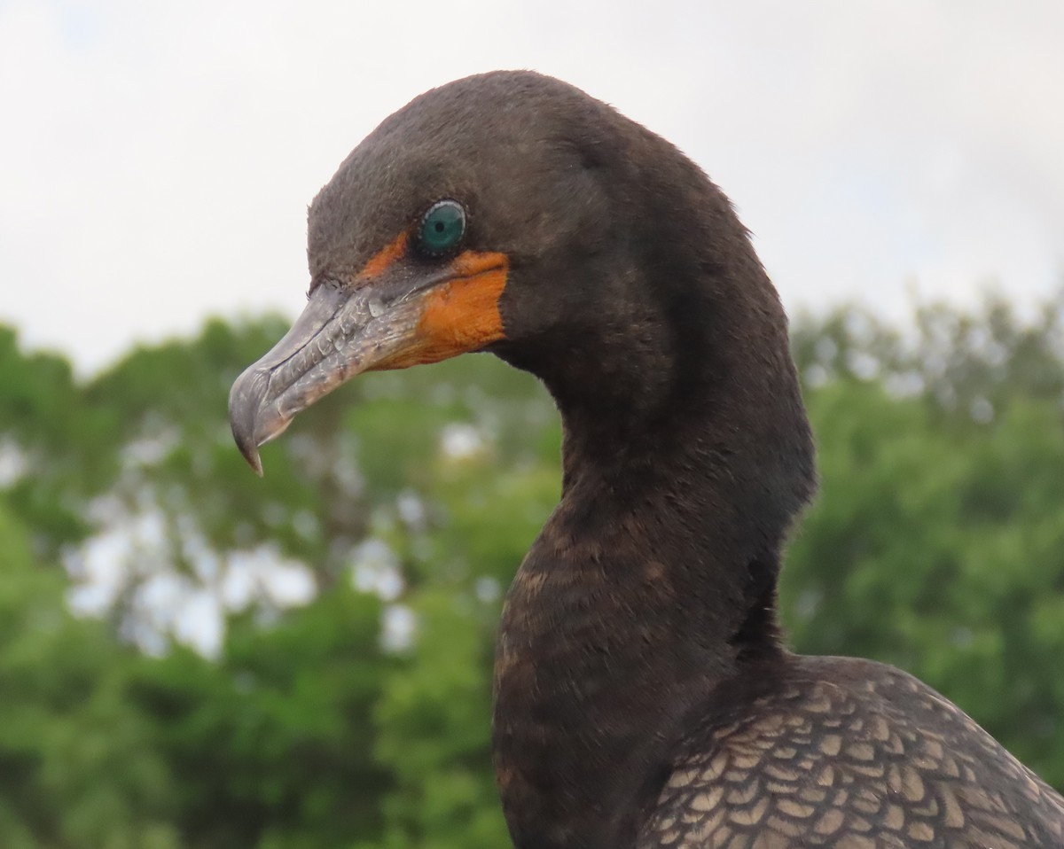 Cormoran à aigrettes - ML620720244