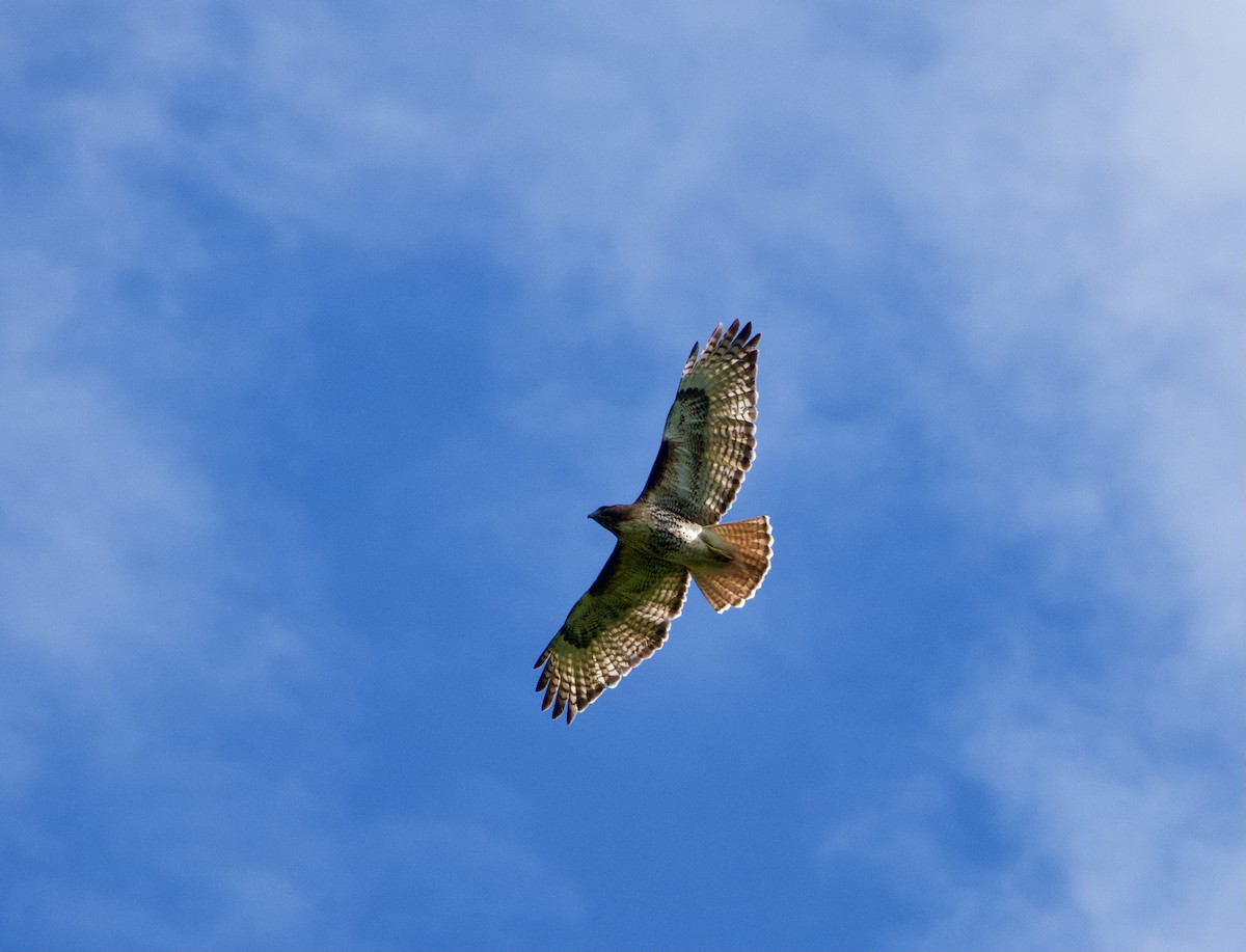 Red-tailed Hawk - ML620720246