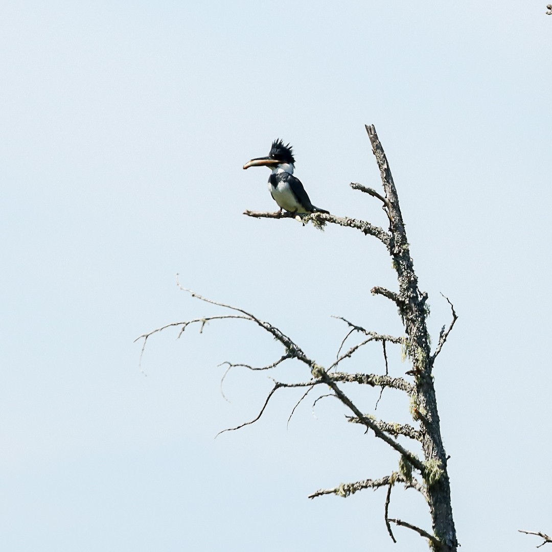 Belted Kingfisher - ML620720247
