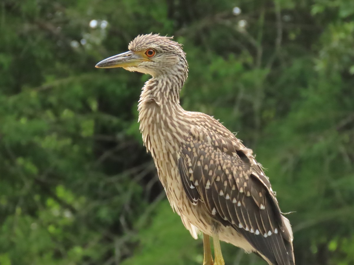 Yellow-crowned Night Heron - Laurie Witkin