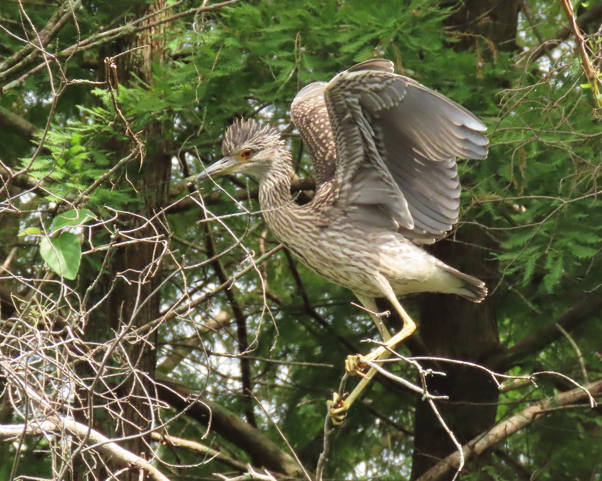 Yellow-crowned Night Heron - ML620720252