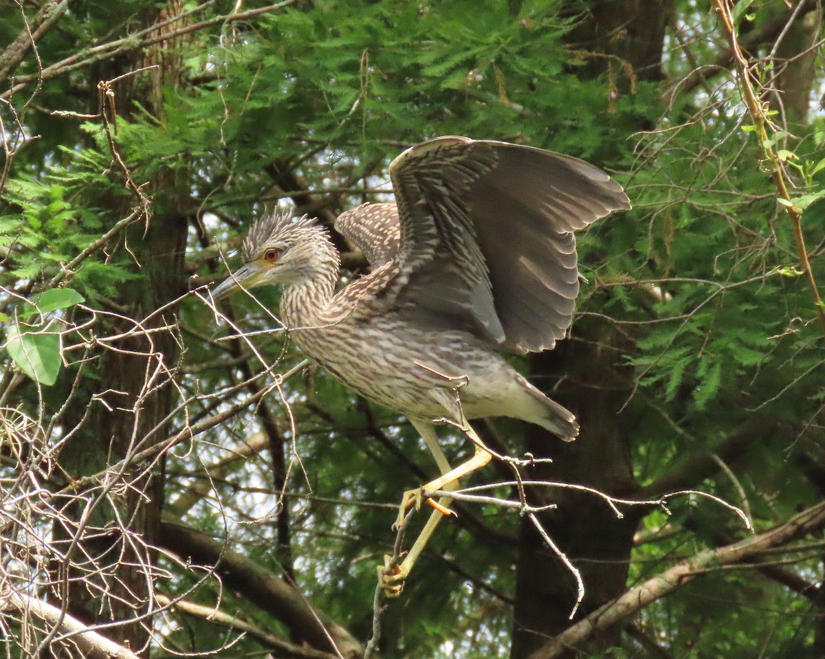 Yellow-crowned Night Heron - ML620720254