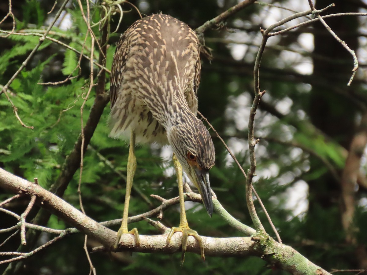 Yellow-crowned Night Heron - ML620720256