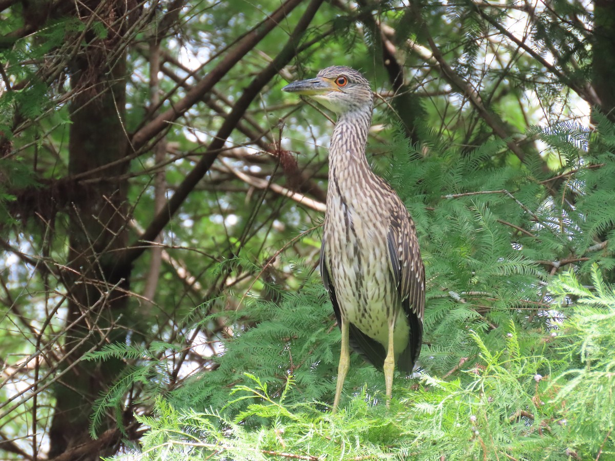 Yellow-crowned Night Heron - ML620720257