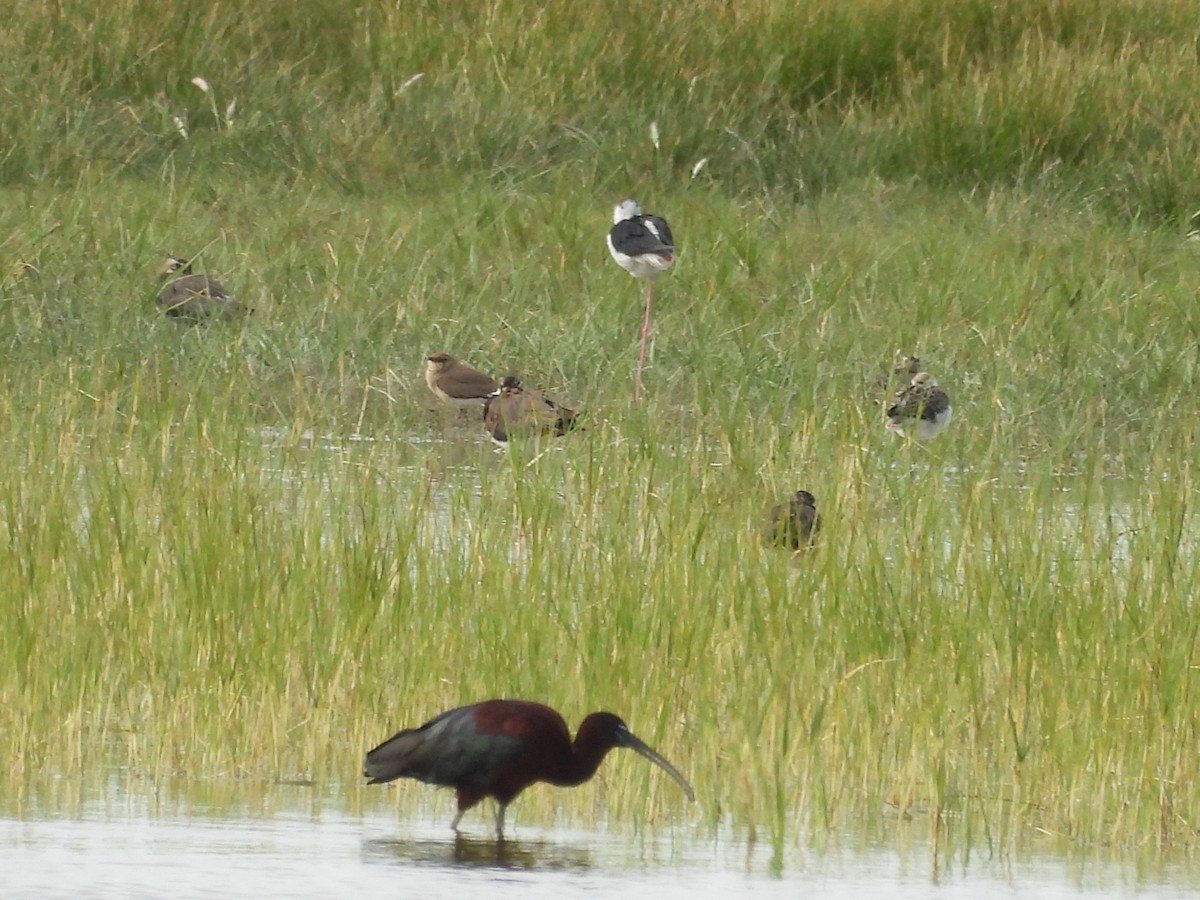 Collared Pratincole - ML620720259