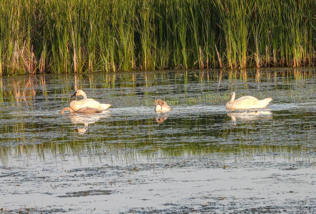 Trumpeter Swan - ML620720262