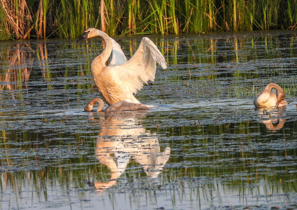 Trumpeter Swan - ML620720263