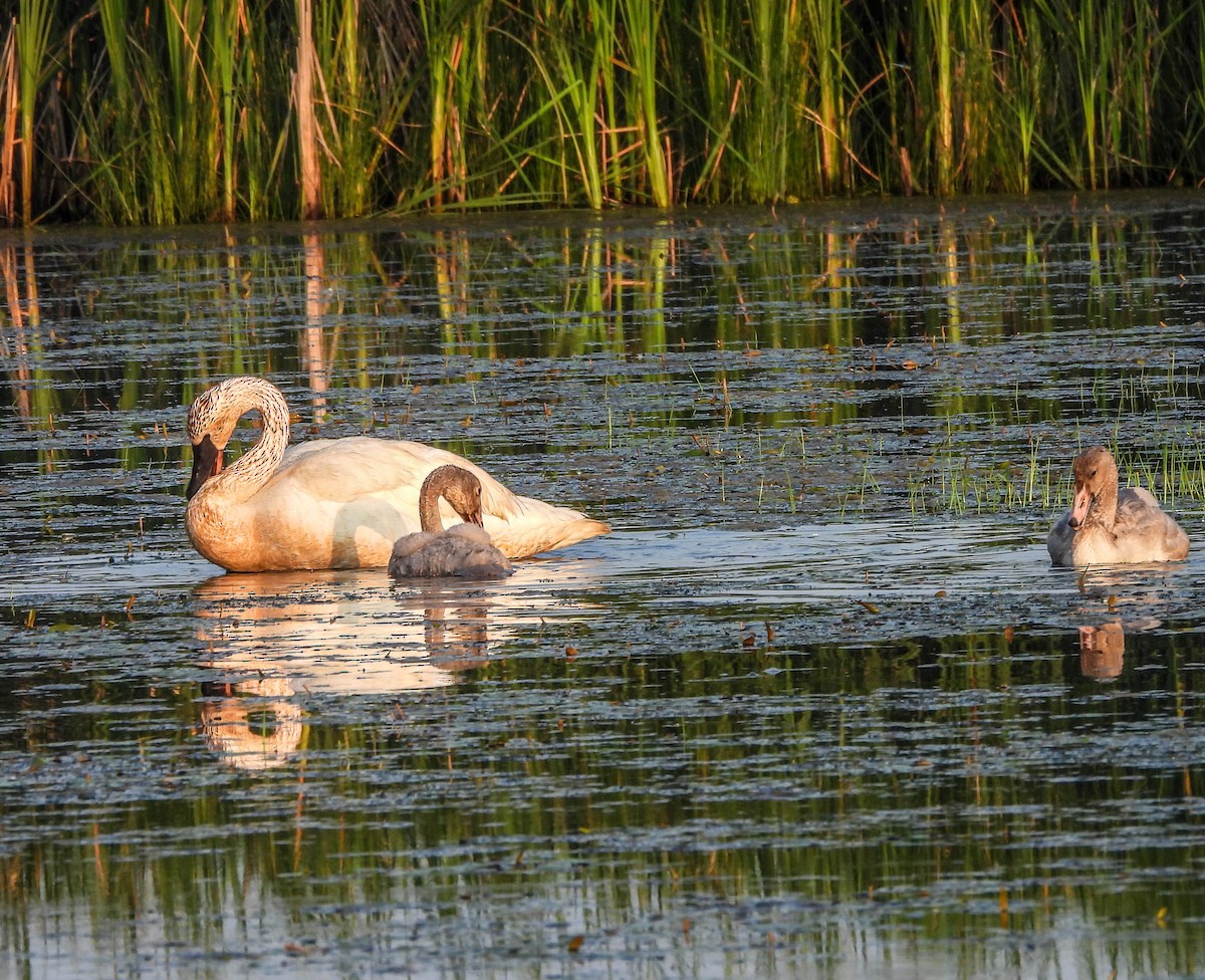 Лебедь-трубач - ML620720264