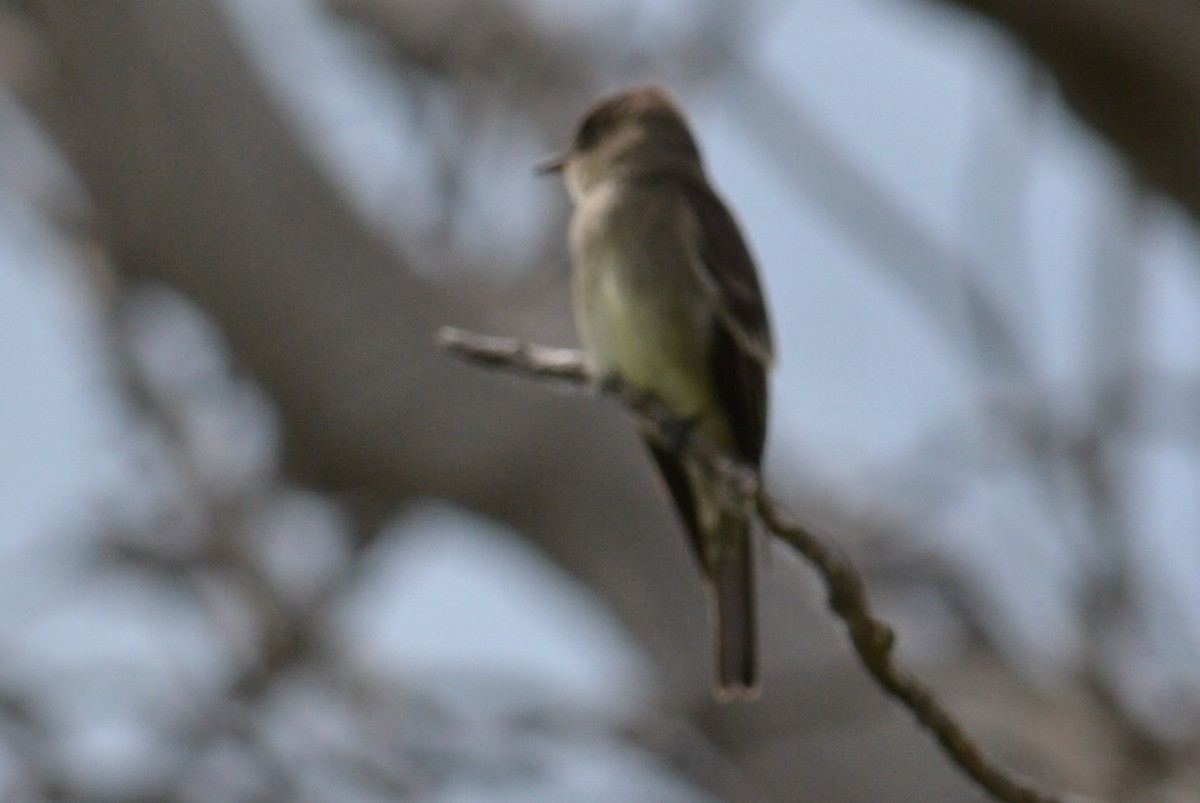 Western Wood-Pewee - ML620720268