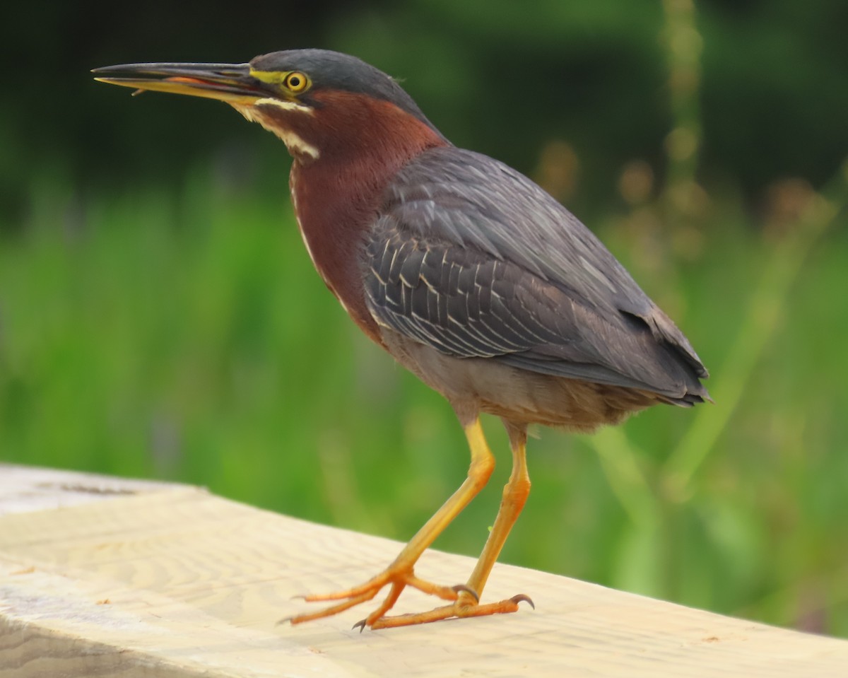 Green Heron - ML620720271