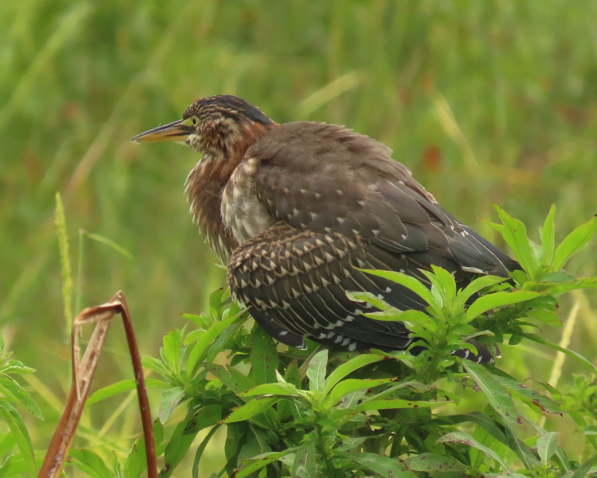 Green Heron - ML620720272