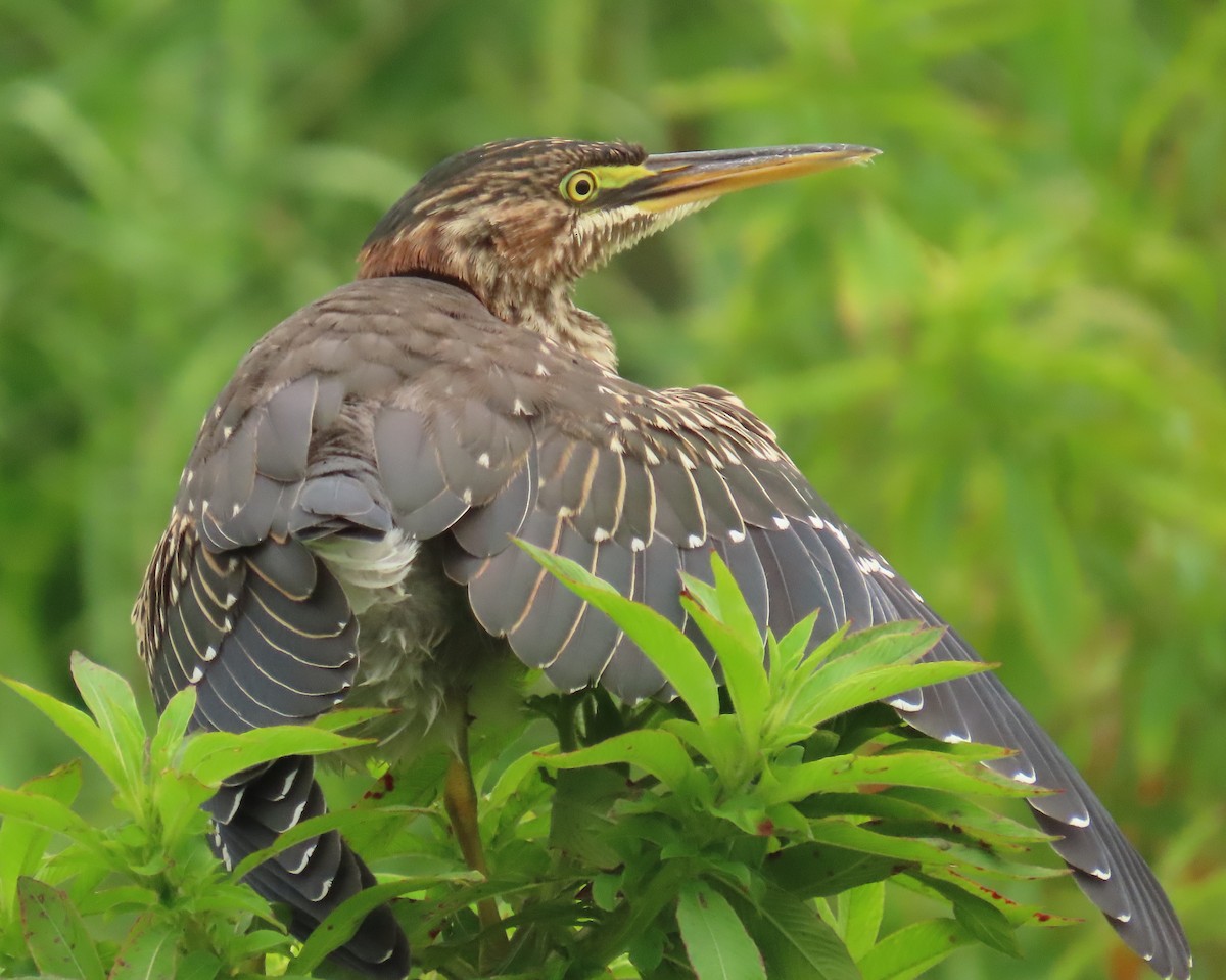 Green Heron - ML620720273