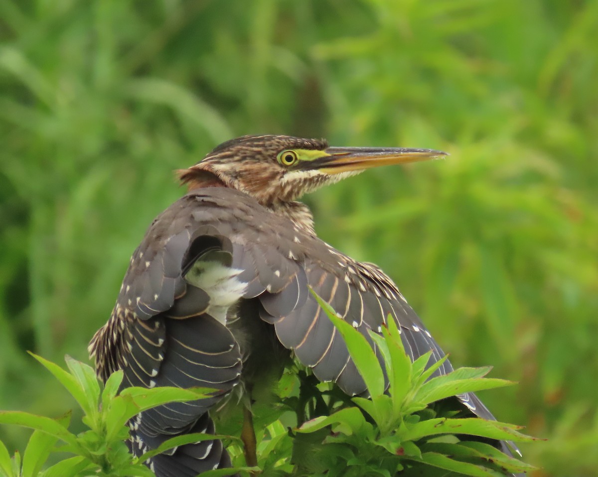 Green Heron - ML620720274