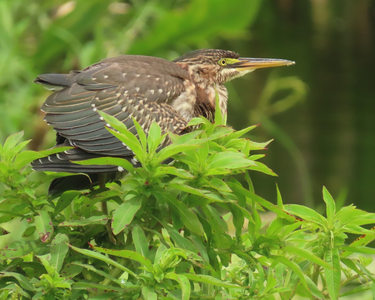 Green Heron - ML620720275